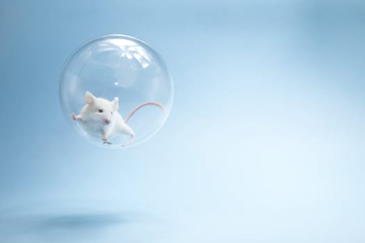 A small white mouse floating in a bubble.