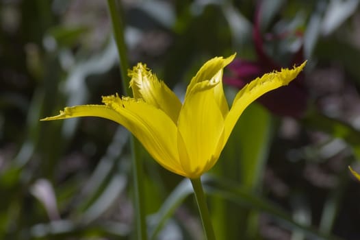 close up of yellow tulip on dark background