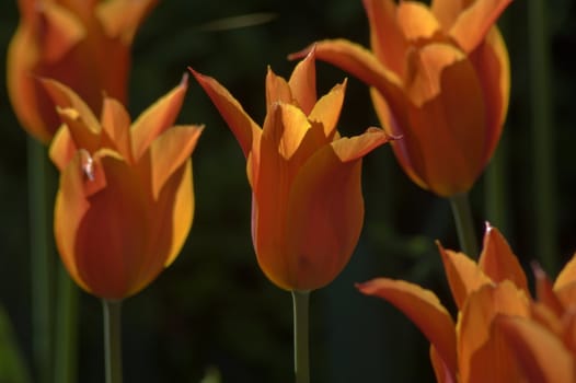 close up of red and yellow tulips at sunset