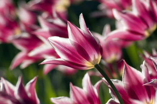 close up of raspberry pink and white tulip on dark green background