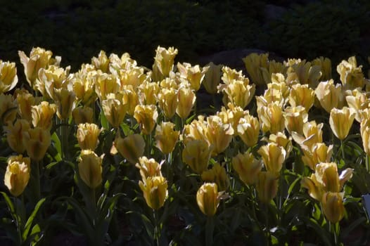 Tulips