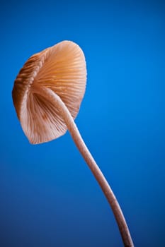 Close up studio shot of a fungus in blue background.