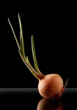 Onion sprout, with reflection and black background.