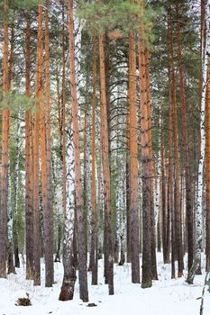 Winter forest