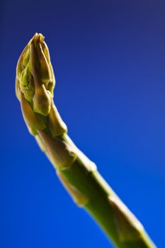 Fresh Green Asparagus closeup studio shot blue background.