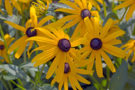 Rudbeckia flowers in a green background