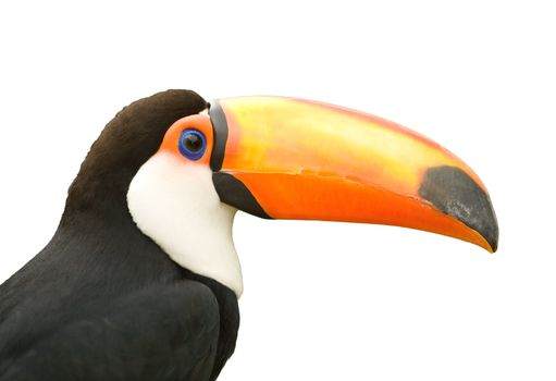 Toco toucan isolated white background.