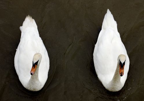 Two swans as seen from above, side by side, on a deep almost black water.