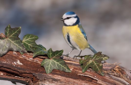 Blue tit (Parus caeruleus) on branch with ivy.