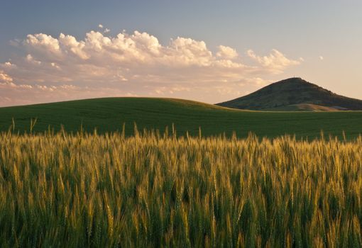 Ripening wheat fields and Steptoe Butte at sunset in early summer, Whitman County, Washington, USA