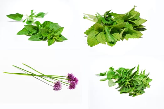 herbs on the white background