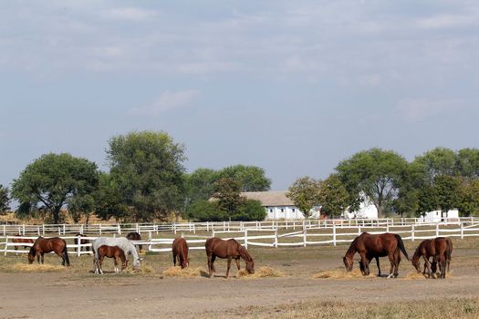 farm with horses