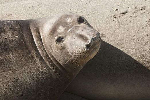 lazy elephant seals lying on sandy beach, california