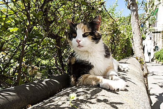 Calico Cat sitting on wall under vines