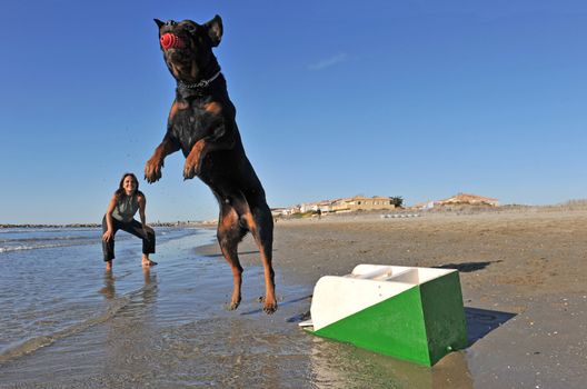 a purebred rottweiler and a woman playing with a flyball box on the beach
