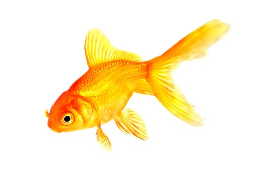 goldfish closeup  isolated white background
