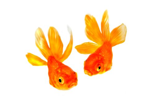 goldfish pair closeup isolated white background