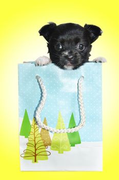 cute chihuahua puppy dog in a gift bag