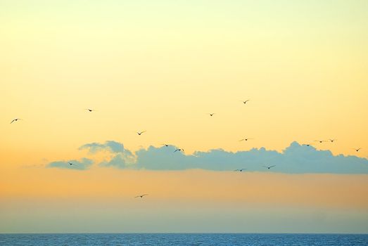 sea birds flying with vintage colours above sea