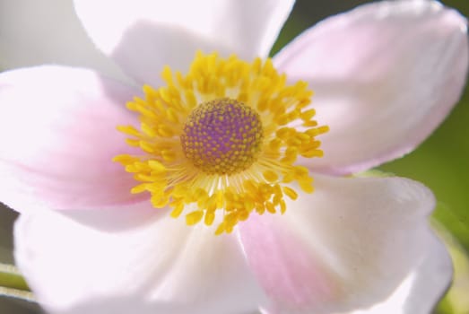 Anemone-Japanese