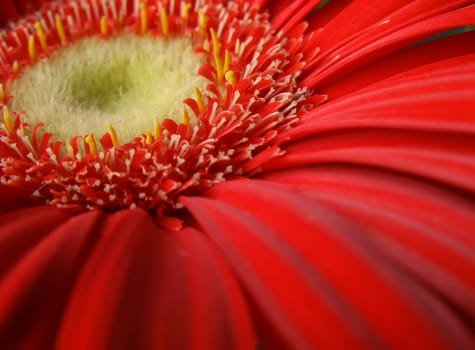 close-up of a red flower