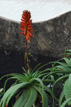 Aloe