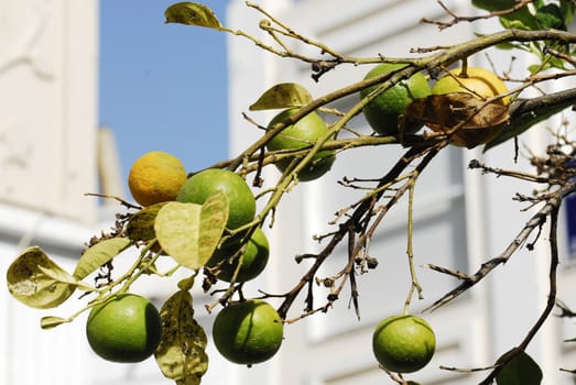 mandarine tree