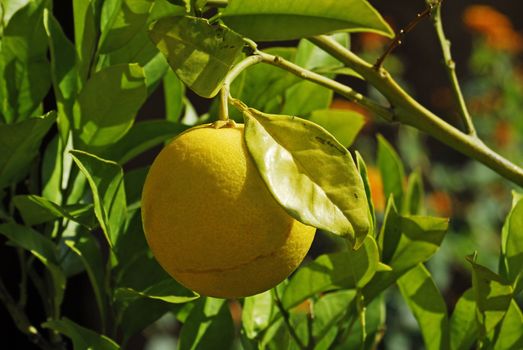 lemon tree