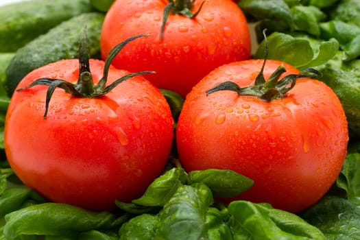Tomatoes, cucumbers and basil on a white background. The main focus of the tomatoes.