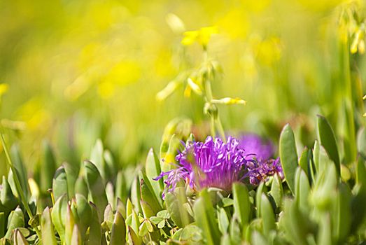 yellow , purple and green flowers on california beach