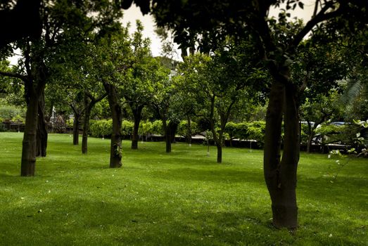 orchard in gardens of albergo vittoria hotel, sorrento, italy