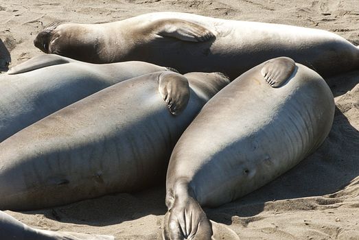 lazy elephant seals lying on sandy beach, california