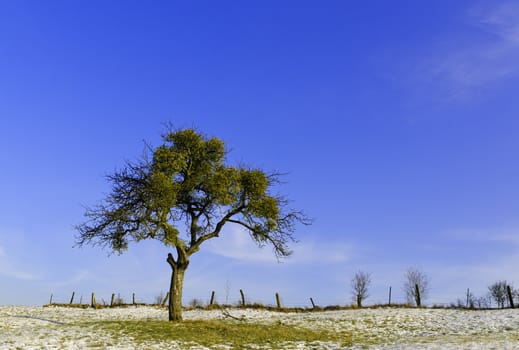 an isolated tree in a snowy meadow