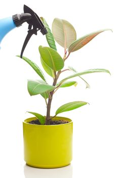 ficus flower in a pot and spray gun isolated on white