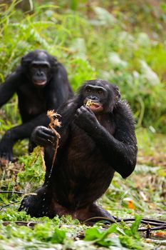 The chimpanzee bonobo standing in water eats roots of plants. 