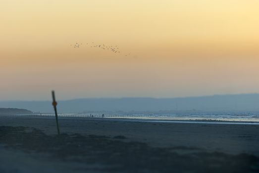flock of birds flying with misty hills flying over soft and natural brean beach
