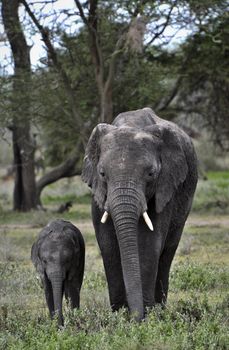 African savanna Elephant and baby.