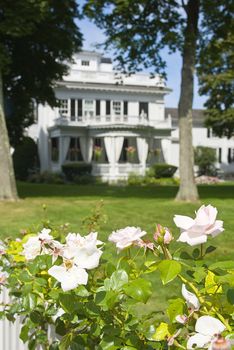 grand white wooden new england home with roses in foreground
