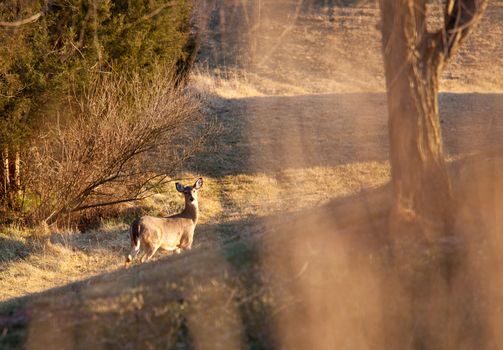Long grass and twigs hide a deer in a pasture