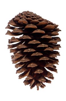 Natural pine cone isolated on white background.
