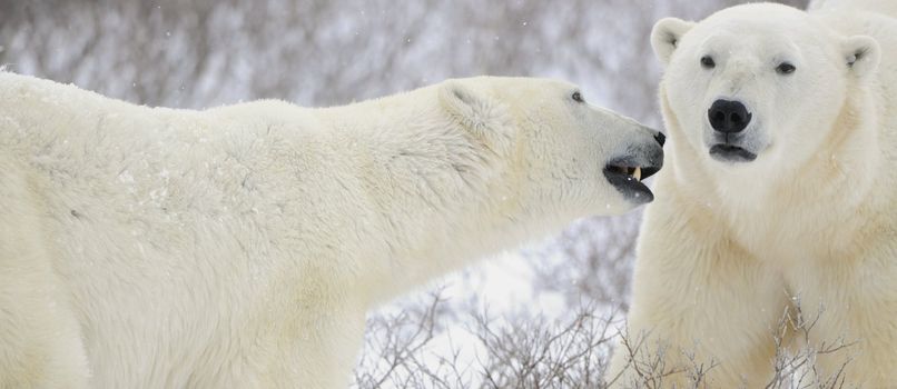 Two polar bears. Two polar bears go on snow-covered tundra.