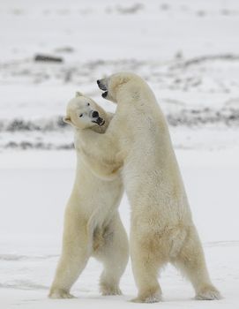 Polar bears fighting on snow have got up on hinder legs. 