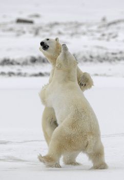 Polar bears fighting on snow have got up on hinder legs. 