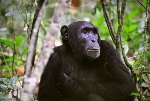 Wild Chimpanzee ( Pan troglodytes )  portrait in the jungle. Uganda