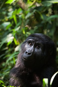 Portrait of a mountain gorilla at a short distance. A gorilla very close, but something has distracted her attention also she attentively looks upwards.