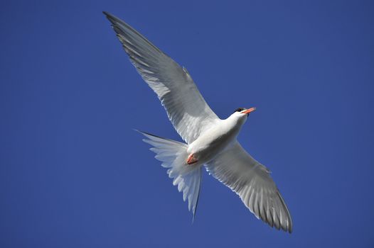 Common tern (Sterna Hirundo)  in flight. 