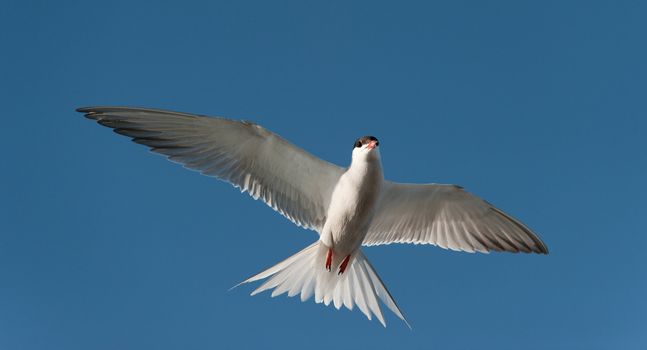 Common tern (Sterna Hirundo)  in flight. 