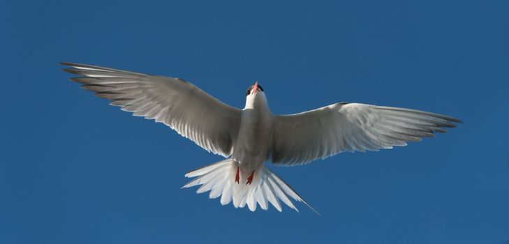 Common tern (Sterna Hirundo)  in flight. 