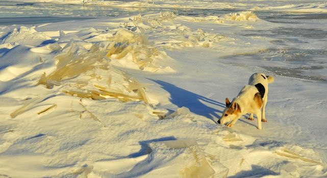 Dog in the winter. The dog goes on snowdrifts and sniffs up traces.