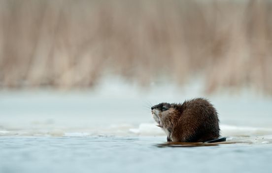 Yawning muskrat (Ondatra zibethicus)  on the edge of the ice . The first frosts, on the river there is an ice. Russia. Volkhov River